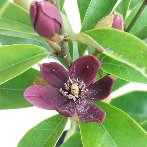 ✴️ 春と秋の2回咲く！✴️ 2期咲きカラタネオガタマ ✴️ 甘い香り ✴️ トウオガタマ (カラタネオガタマ） | 山科植物資料館