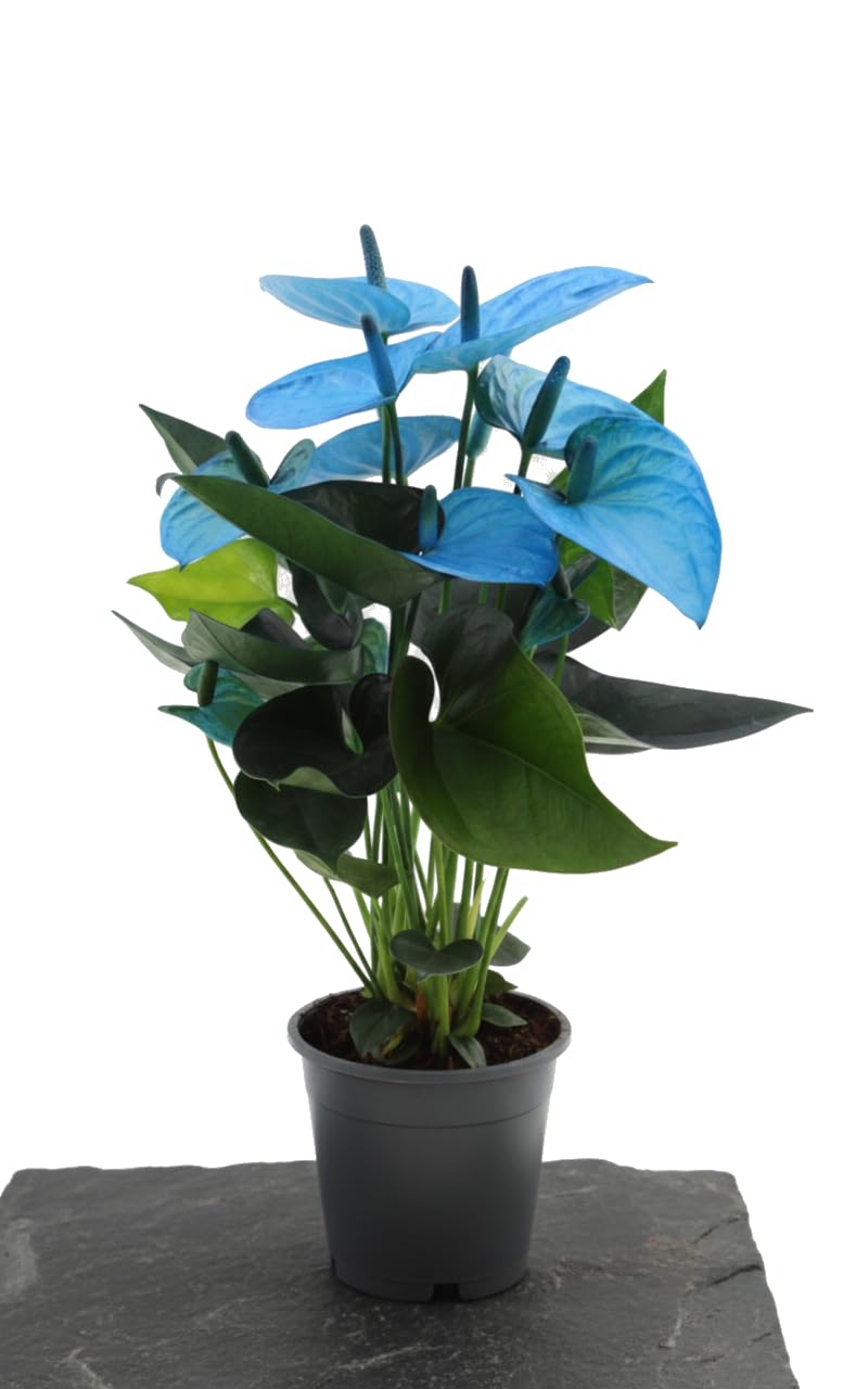 Anturio con Flores Azules | Anthurium Andraeanum Azul | DECOALIVE 12 cm de Diámetro 40-45 cm de Altura Planta Decorativa Tropical Viva para Hogar con Carácter Tropical