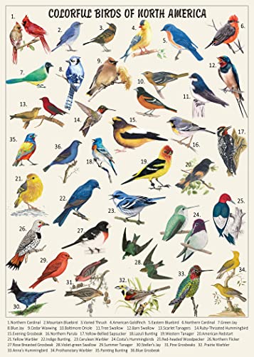 Vintage Bird Puzzles for Adults 1000 Pieces, Animal Hummingbird Puzzle of 36 Colorful Birds in North America, Bird Jigsaw Puzzles Nature