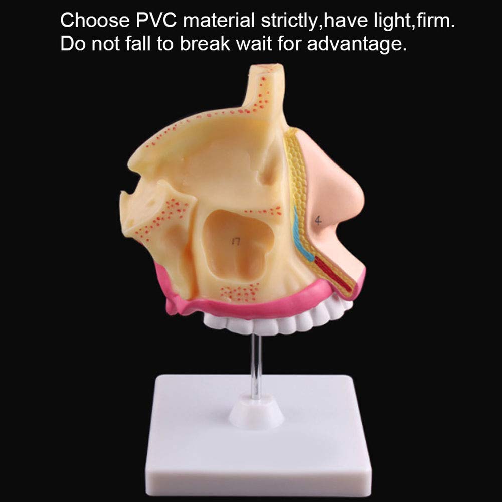 Model anatomiczny ludzkiego ucha anatomicznego ludzkiego narządu model ucha anatomicznego ucha wewnętrznego odłączany labirynt kostny i błoniasty labirynt medyczny demonstracja medyczna materiały