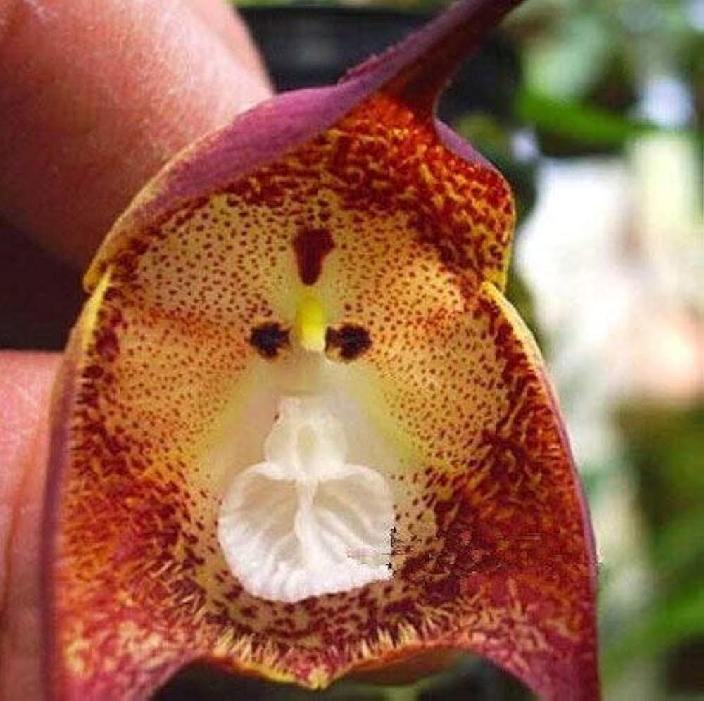 70 Pcsmonkey Orchid Seeds Cute Monkey Face Orchid Flores