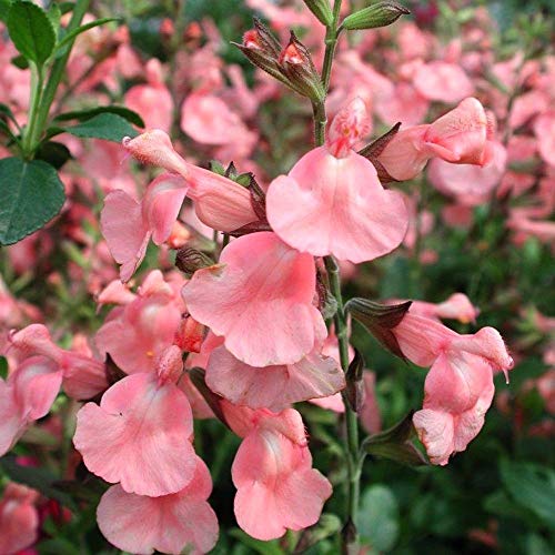 Semi Pacchetto: Globo de salmón, Ultra Violet 25 Mixto £ 3,31