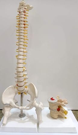 KAY KAY INDUSTRIES MINI SPINE MODEL WITH VERTEBRAE DEGENERATION MODEL