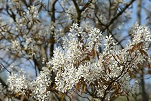 Plantapro Kupfer-Felsenbirne Amelanchier lamarckii 60-100cm