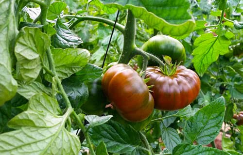 20 seeds Natoora Winter Raf Tomato - SOLANUM LYCOPERSICUM:Seeds : Package Contatins seeds