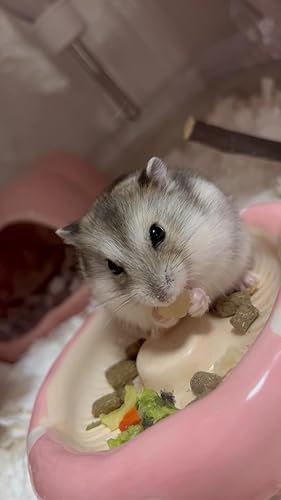 Amazon | SANKO シャイニー45 | Sanko | 飼育ケージ内装 通販