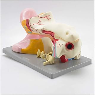 Ear Anatomical Model - Human Organ Anatomical Model Ear Model - Medical Anatomical Human Ear Model - 6 Times Enlarged Ear Anatomical Model - 3 Parts - for Medical Educational