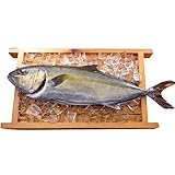 鰤屋金太郎 匠が育てた極上のかんぱち丸ごと１尾（約3.2kg～3.6kgエラと内臓除去）刺身 ギフト (約3.2kg～3.6kg エラと内臓除去) 宮崎県産 お取り寄せ 贈り物 (かんぱち丸ごと1尾)