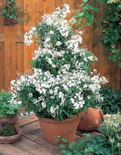 Image of Chameli Jasmine Live Flowering Plant with Pot | Mogra Plant Live | Fragrant White Jasmine Flower Plant for Home Garden Balcony Terrace Indoor Outdoor