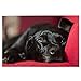Puzzle 1000 pezzi Black Labrador Retriever Animali domestici Bokeh Cani neri Puzzle di legno Gioco Famiglia Decorazione da parete per adulti Adolescenti