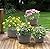 Quarut 10 inch Plastic Flower Pots for Outdoor Plants?4 Pack Large Outdoor Planter Pot with Drainage Holes & Saucers?Imitation Wine Barrel Design?for Indoor Outdoor Garden Plants?Brown?