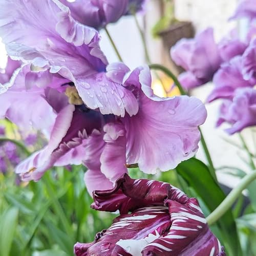 bulbos de tulipán, perenne resistente, resistentes para jardín, balcón, tulipán acónito invierno, para balcón exóticas, ación 10pcs