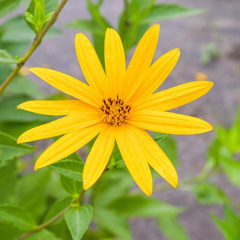 Miniatura 5 de Tubérculos de 1 libra de alcachofas de Jerusalén, bulbos de Sunchokes Bulbs, Alcachofas de Jerusalén vegetales Bulbos Tubérculos para plantar
