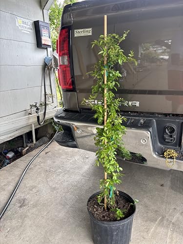 Peggy Martin Rose 2-3ft (3Gallon Pot)