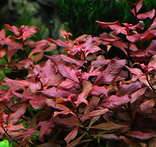 New Ludwigia sp. Mini 'Super Red' Live Aquarium Freshwater Plants Rare Repens Rubin