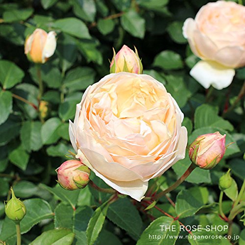 Amazon.co.jp: バラ苗 ジュードジオブスキュア 大苗ER6L専用角鉢入