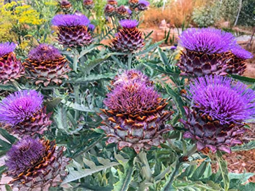 50 deutsche Samen - Artischocke (lat. Cynara cardunculus) - Saatgut für Balkon Kübel Garten Freiland - einjährige Heilpflanze – Artischocken Samen 50 deutsche Samen - Artischocke (lat. Cynara cardunculus) - Saatgut für Balkon Kübel Garten Freiland - einjährige Heilpflanze – Artischocken Samen