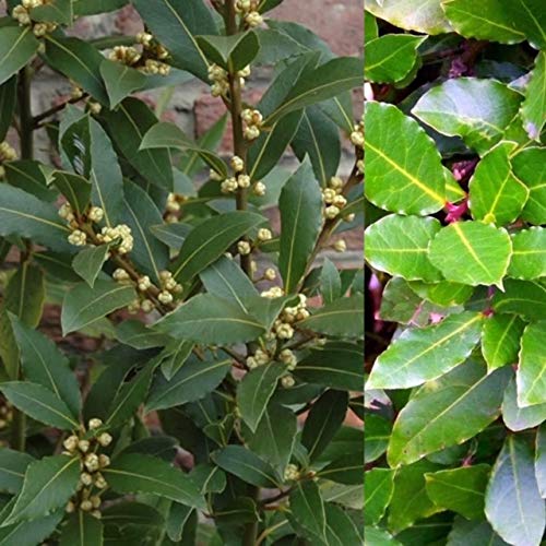 3 x Bay Laurel Plant Herb for Cooking in A 9cm Pots - Laurus nobilis Bay Plants