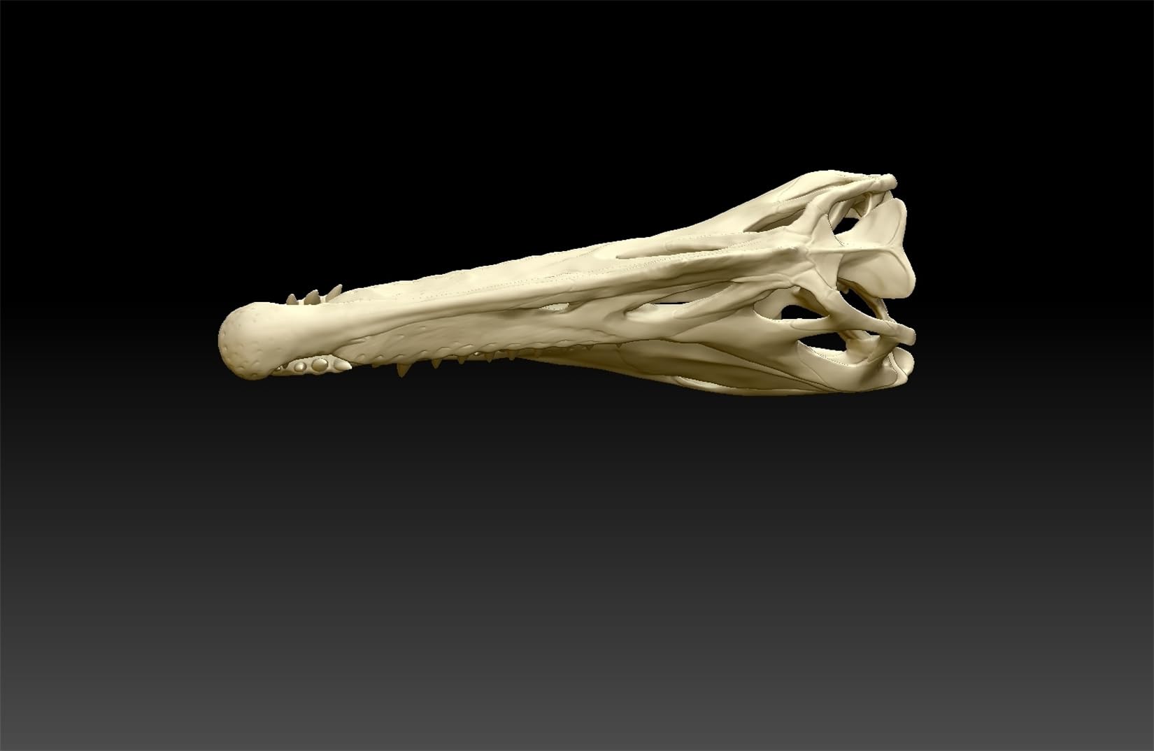 Amazon | BACALYSO | 1/64 スケール スピノサウルス フィギュア 14.5CM