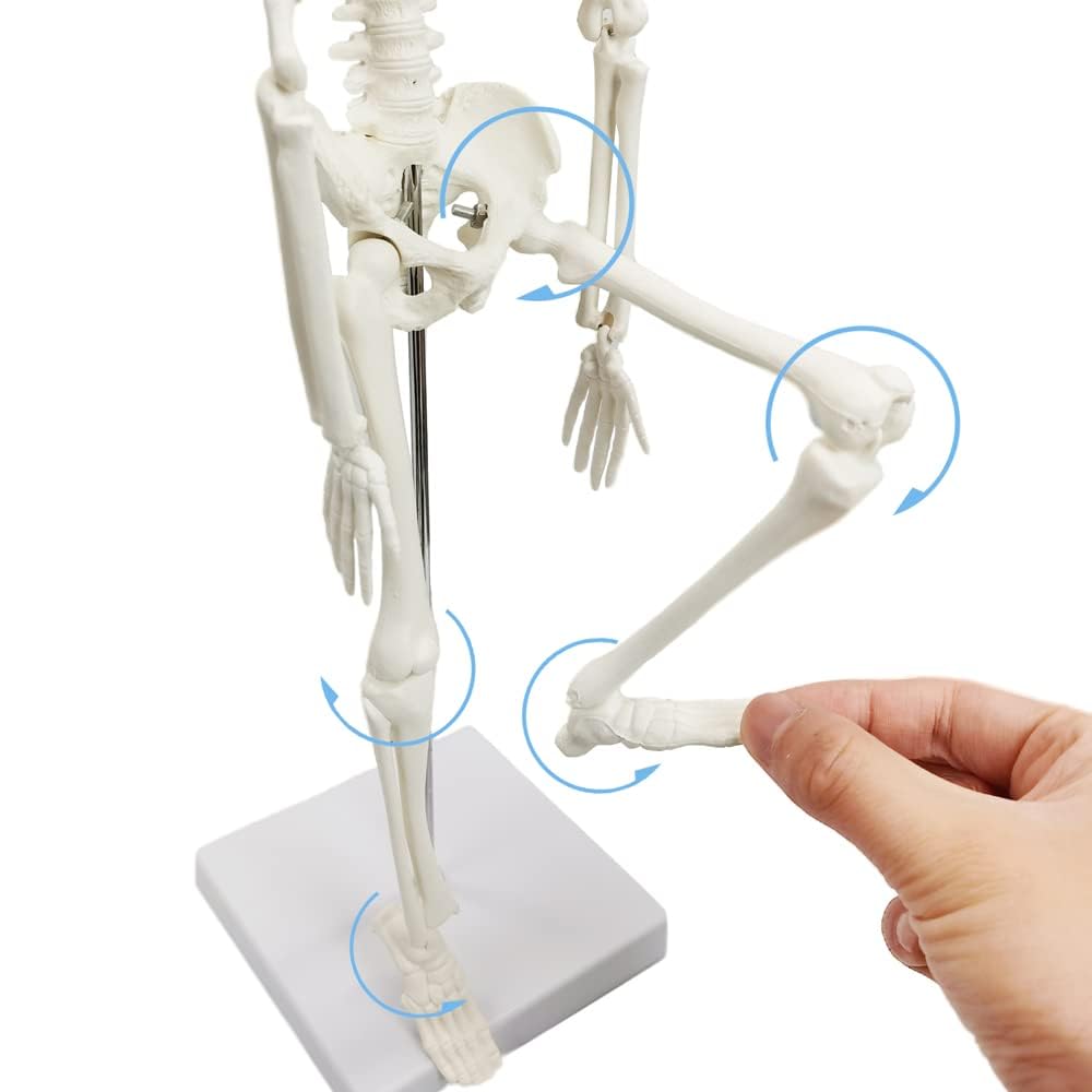 45 cm Hoch Menschliches Skelett Modell für Anatomie,Menschliches Körpermodell,Ganzkörper mit beweglichen Armen, Beinknochenstrukturen, Ganze Wirbelsäulenrippen des Skelettmodells sind integriert