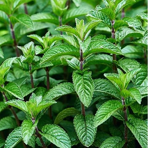 Herb Plants, Garden Mint Plants - 2 x 1 Litre Pots Cover
