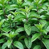 Mojito Mint Live Plants (5-9') - Pack of 3 (Three)- Authentic Mentha x villosa - True Cuban Cocktail Herb - Fast Growing Indoor/Outdoor Container Garden