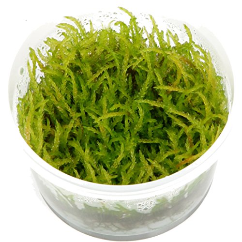 Best Moss For Aquarium Top 8 Reviewed Aqua Movement