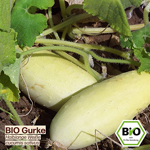 Samenliebe BIO Gurken Samen Halblange Weiße Salatgurke weiß 10 Samen samenfestes Gemüse Saatgut für Gewächshaus Freiland und Balkon BIO Gemüsesamen - Image 3