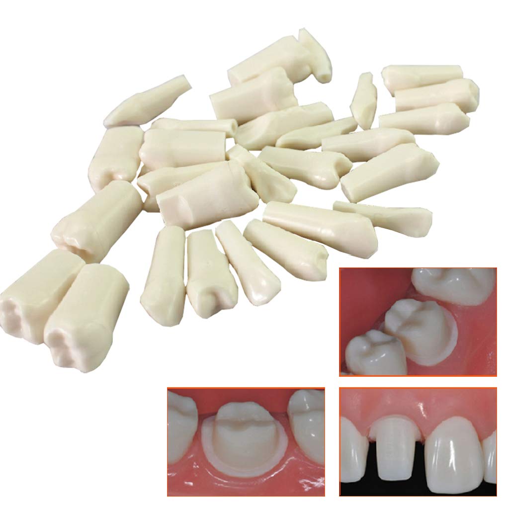 sjdoPulse Anatomy Teeth Model - Dental Teeth Model - 28 Dental Education Models Simulated Teeth Model - for Education And Demonstration Tooth Model
