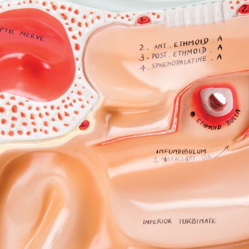 Image of Denoyer Geppert 0950-00 Human Sinus Model, 12 inch Length x 4 inch Width x 14 inch Height