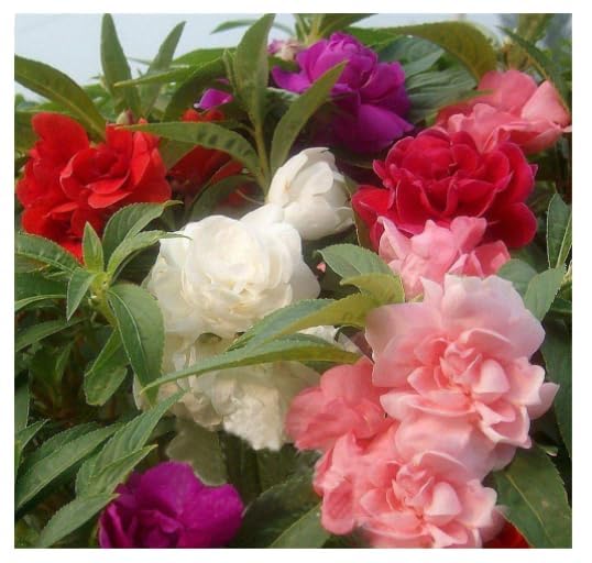 LiveNature Summer Flower Seeds Combo for Planting (Mixed Flower 100 Seed) (B0D9Y11832) Amazon Price History, Amazon Price Tracker