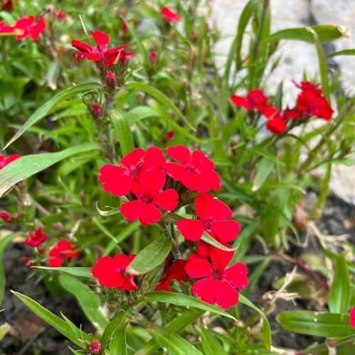Dianthus Seeds, Container Garden Plant, Patio Planter Flower, Balcony Gardening, Small Space Growing 300pcs
