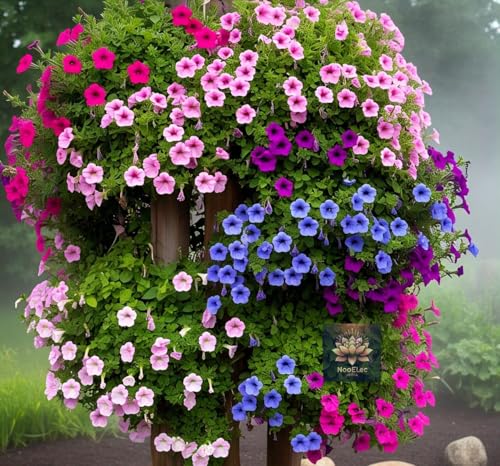 NooElec Seeds India Hybrid Hanging Petunia Flower Seeds - 300 Pcs...