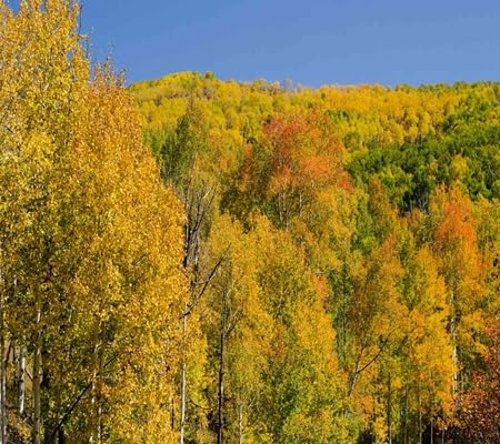 Semillas de álamo temblón con hojas vibrantes y crecimiento vertical para decoración exterior