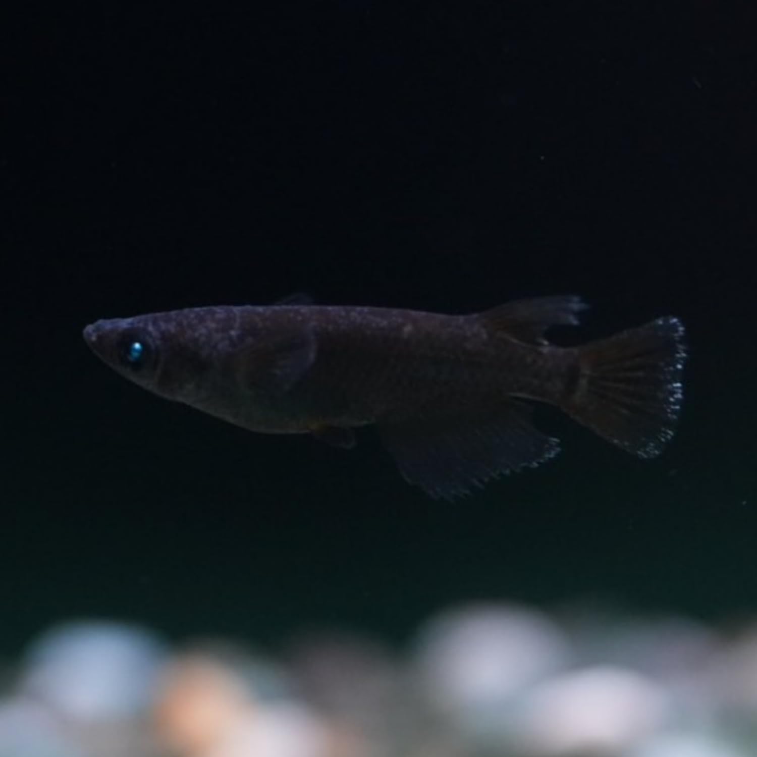 黒天幻龍ﾁｬﾝとエメキンﾁｬﾝいっぱい