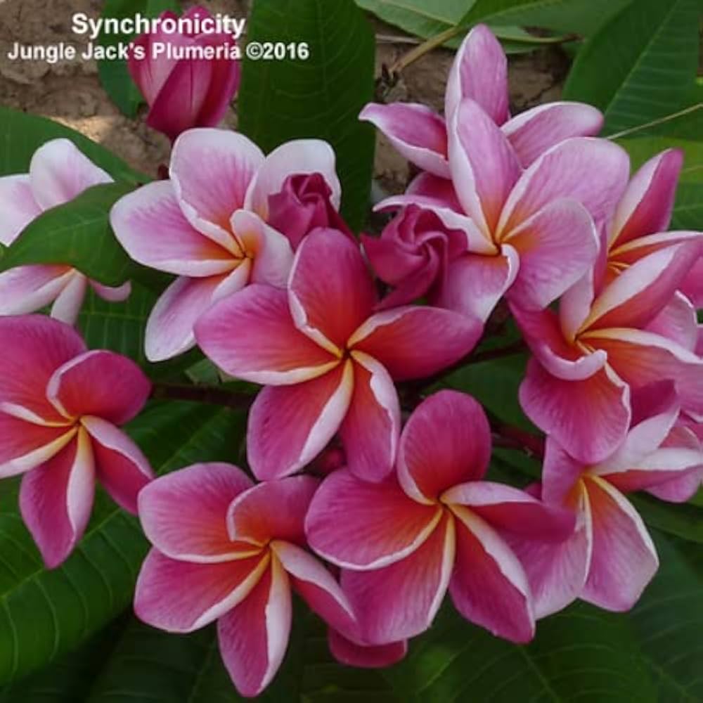 Amazon.co.jp: プレミアム プルメリア シンクロニシティ