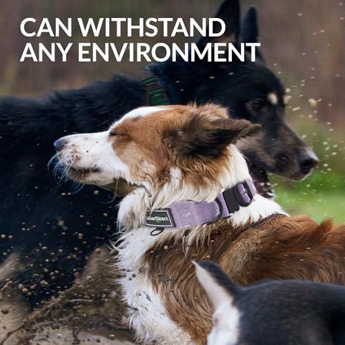 Robustes Hundehalsband für Große & Mittelgroße Hunde – Verstellbar, Doppellagiges Nylon, Metallschnalle, Reißfest & Ideal für Aktive Hunde (Flieder, Klein (28-38 cm))