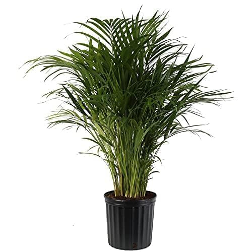 Image of Areca Palm Indoor Live Plant with Pot | Big Leaf Fast Growing Air Purifying Palm Plant | Elegant Decorative Indoor Plant for Home Office Living Room Balcony Decor | (With Pot Pack of 1 Areca Palm)