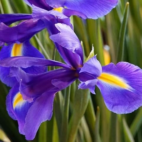 Carbeth Plants - 100 x Iris Blue Magic Spring Bulbs Cover