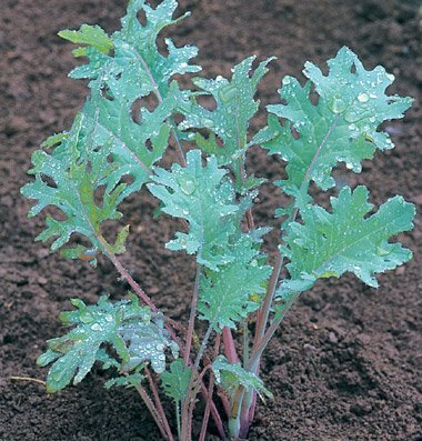 Seed Kingdom Red Russian Kale