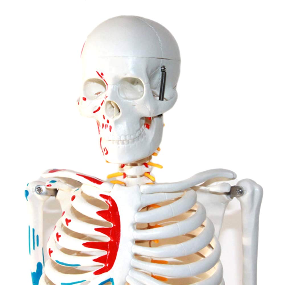Modèle Anatomique du Corps Humain Modèle Mini Squelette avec des Muscles Peints, 85Cm - Construction Et Le Mouvement du Corps comme Modèle d'apprentissage Ou du Matériel Pédagogique