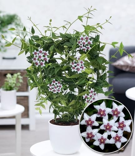 BALDUR Garten 1x Wachsblume Hoya Bella, Pflanze im 12 cm-Topf, Porzellanblume, Rankpflanze, blühende Zimmerpflanze, mehrjährig - frostfrei halten, blühend, sternförmige Blüten