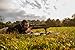 Caldwell XLA Pivot Bipod 6