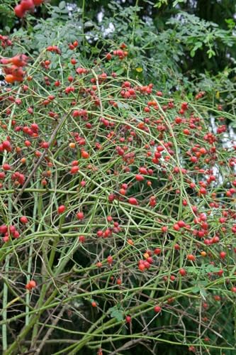 Rosa canina 40–60 cm – Winterhart & Mehrjährig & Pflegeleicht – Hundsrose – Heckenpflanze für Garten & Sichtschutz