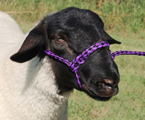 Weaver Leather POLY ROPE SHEEP HALTER,PURP/BK