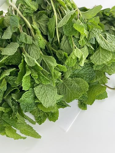 Fresh Mint Leaves (1 lb)