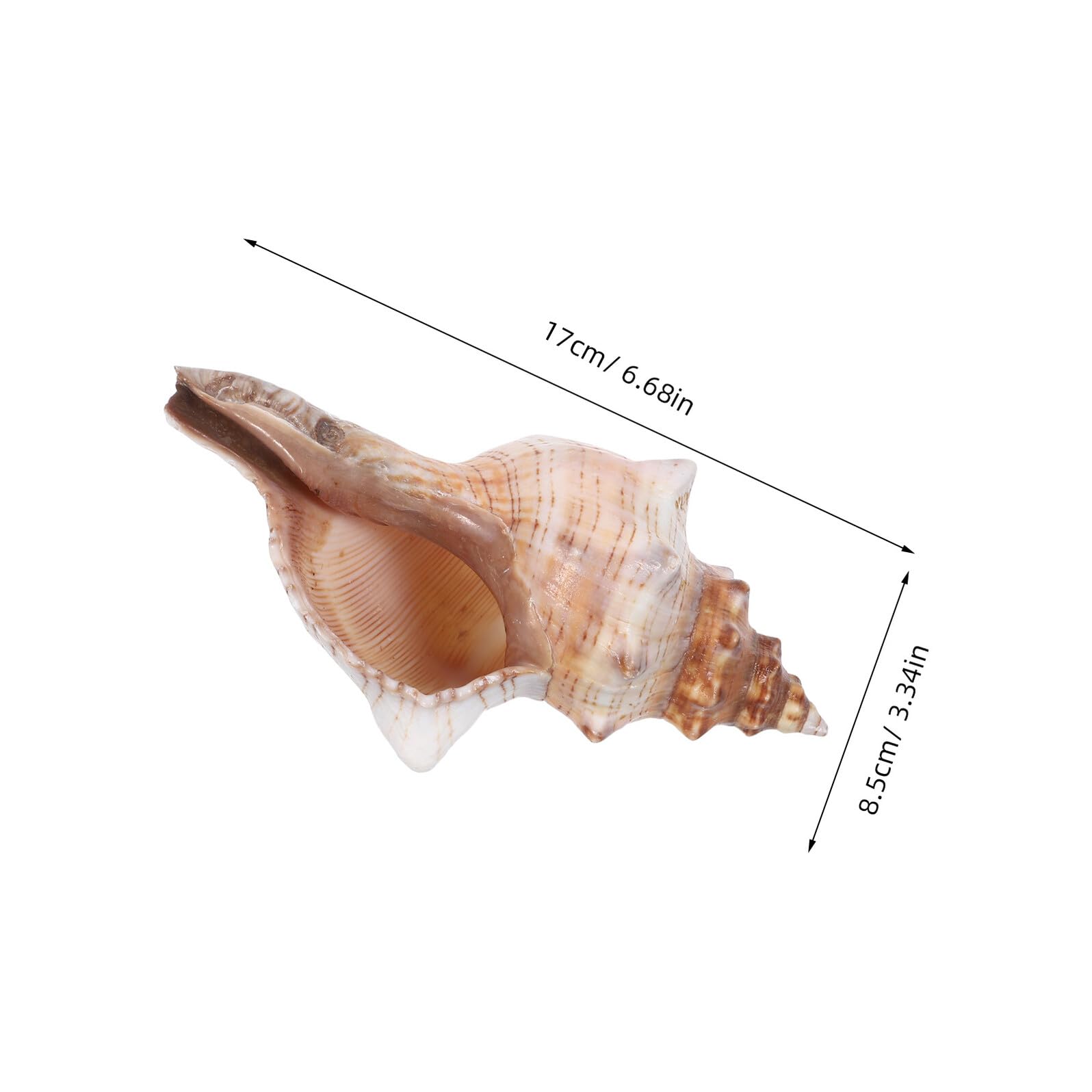Conchiglie di Mare Naturali 16-18 Cm, Riempitivi Decorativi per Vasi e Acquari, Accessori a Forma di Conchiglia per Decorazioni Casa e Feste Tema Spiaggia