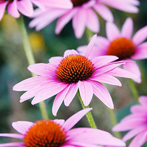 Holland Bulb Farms Magnus Coneflower Root