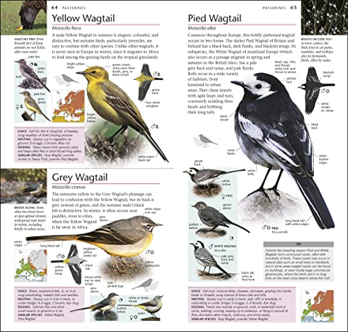 RSPB Pocket Birds of Britain and Europe 5th Edition - Image 6