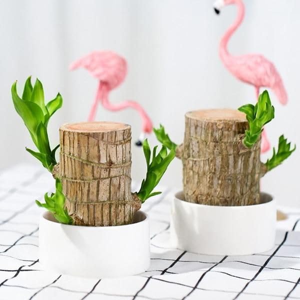 Lucky Wood Live Plant(pack of 2)(RIKIYA1) | Air Purifying, Low Maintenance, Office & Bedroom Decor, Easy Care, Lucky Plant-image-21